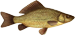 crucian.png