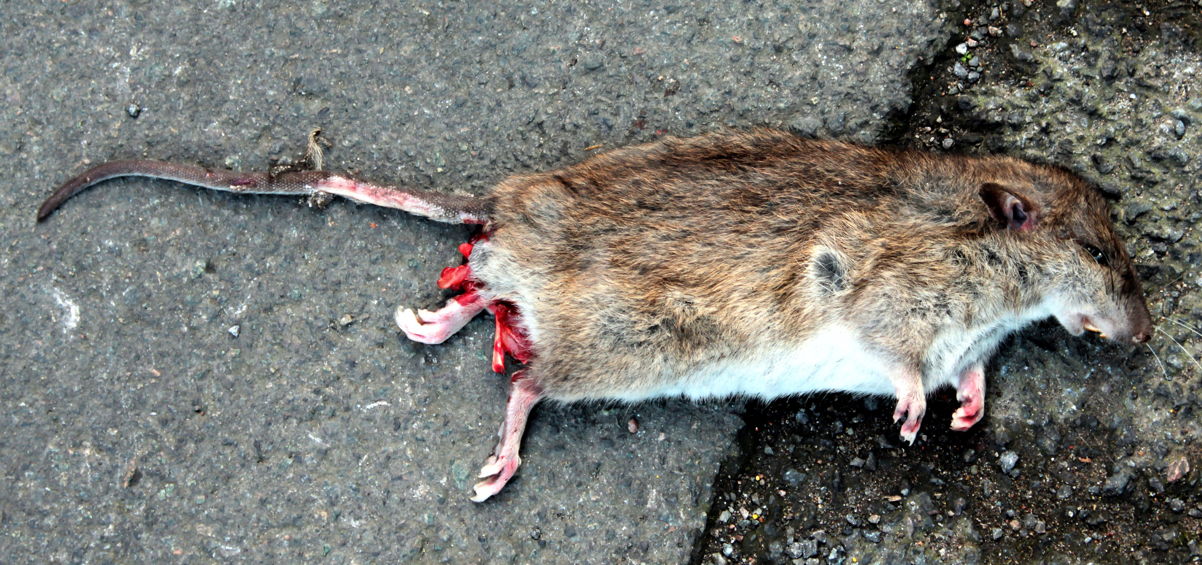 dead-rat-texture-image-1-1578.jpg