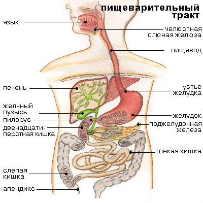 Тракт органы. Органы желудочно-кишечного тракта схема. Желудочно-кишечный тракт человека схема. Пищеварительный тракт человека схема. Строение желудочно-кишечного тракта человека схема.