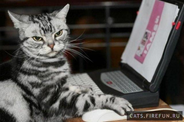 06211-76282445-cats.firefun.ru..jpeg