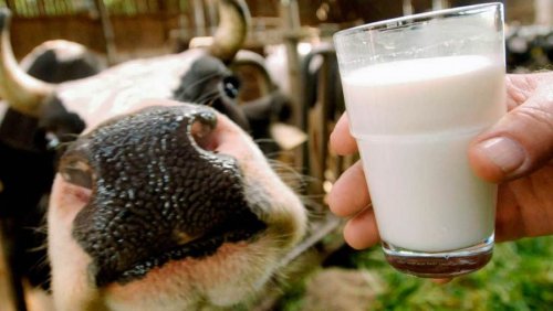 Американские фермеры отслеживают поставку молока на блокчейне
