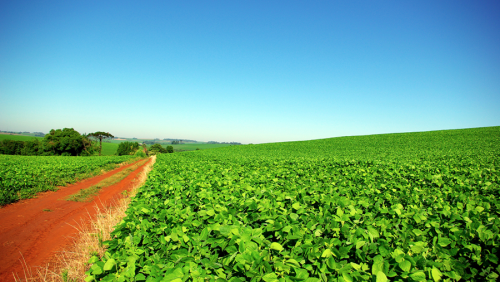 Microsoft зарегистрировала блокчейн-платформу для сельского хозяйства в Бразилии