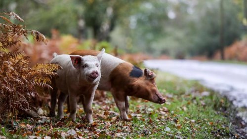 В США протестируют блокчейн-платформу для отслеживания цепочек поставок свинины