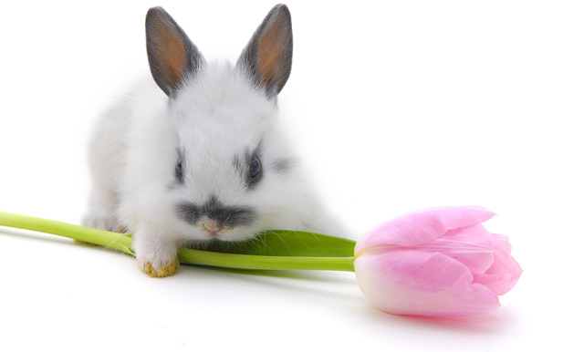 rabbit-facts-photos-06.jpg