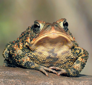 toad-princess2_0.jpg