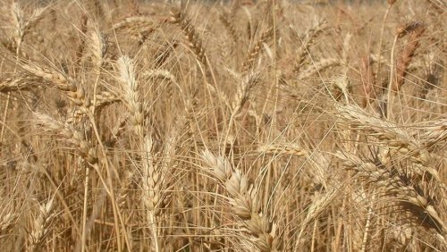 В Украине запустят платформу для торговли сельскохозяйственными товарами на блокчейне