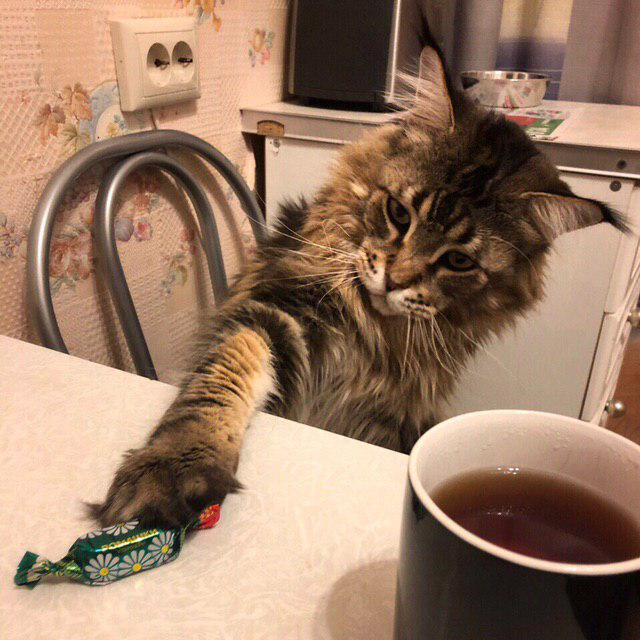 Коту можно чай. Кот и чай. Котик и чай. Кот с чаем. Чаепитие с котом.