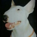 Bullterrier