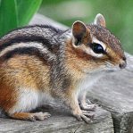 chipmunk007