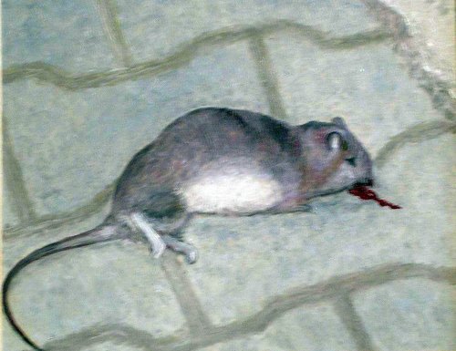 03-09-Rat.jpg