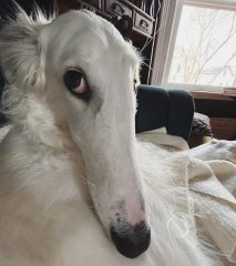 borzoi.jpeg