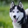 Husky