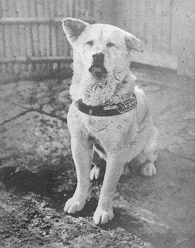 Faithful_Dog_Hachiko_Photo.png